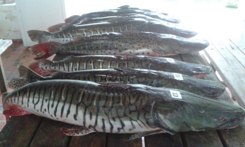 Motorista furta 50 kg de peixe, tenta vender mercadoria e é detido