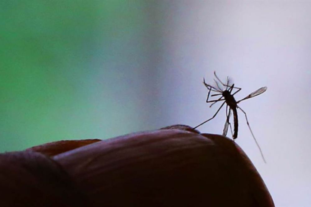 Vacinação contra a dengue no SUS: o que você precisa saber