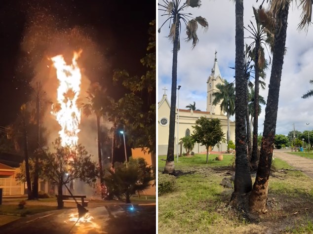 Vândalos ateiam fogo em coqueiros na Praça de Fernandópolis