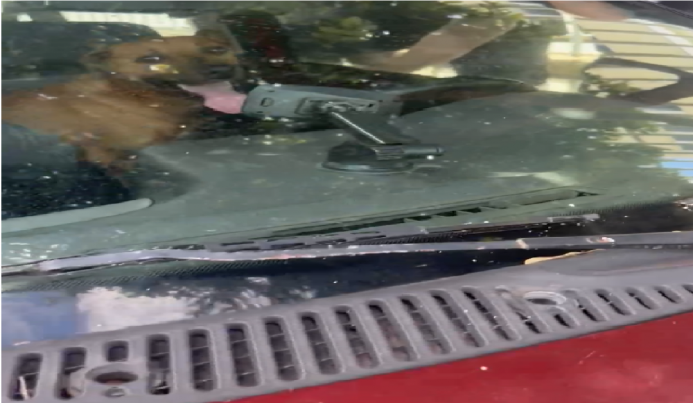 Dupla ‘esquece’ cachorro trancado dentro de veículo