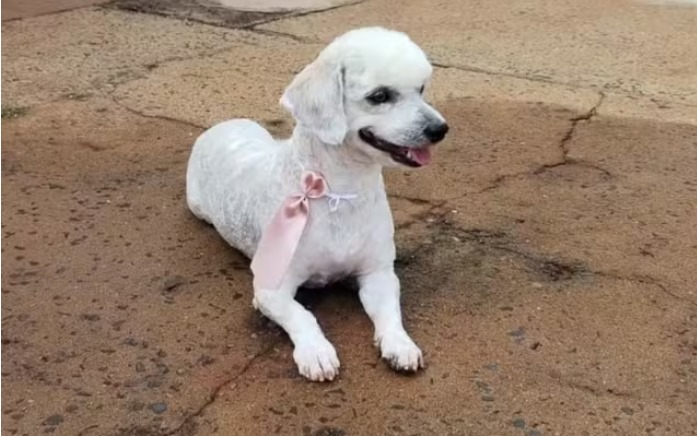 Homem é preso por matar cachorro a chutes 