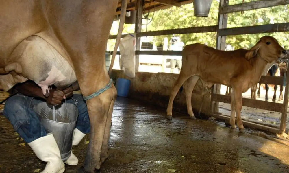 Aumento da importação e baixa competitividade causam crise na produção leiteira no Brasil 