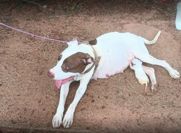 Polícia militar detém casal por maus tratos a animal doméstico em via pública