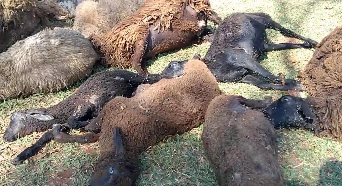Rebanho de carneiros e ovelhas é encontrado morto em Floreal 