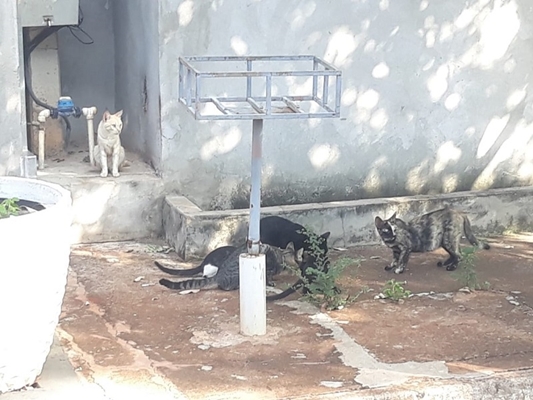 Mulher é multada em R$ 18 mil por abandono de gatos 