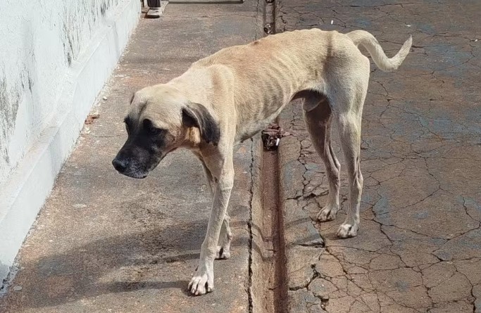 Homem é preso suspeito de matar e esquartejar cachorro