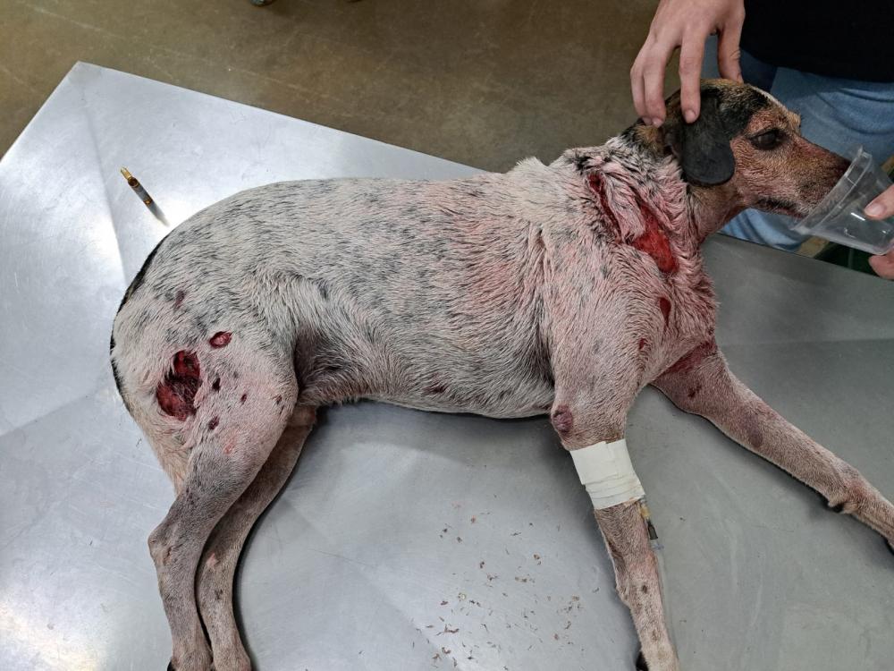 Cachorro fica em estado grave após ataque de pitbull no Universitário 