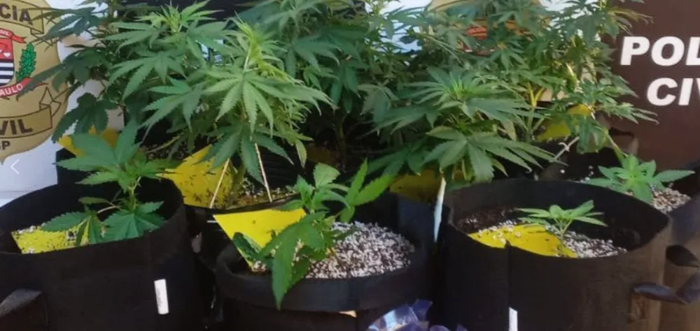 Polícia Civil apreende ‘maconha gourmet’ em Fernandópolis