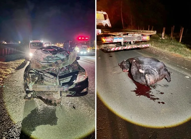 Colisão entre carro e boi deixa 4 feridos na Euclides em Fernandópolis