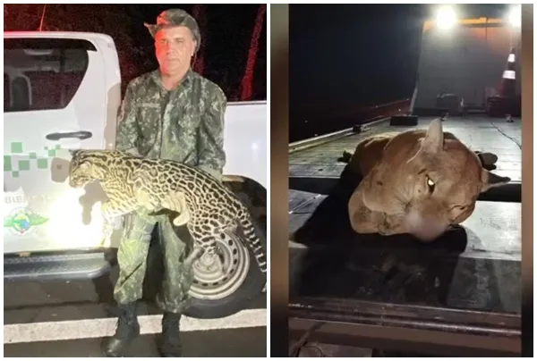 Animais silvestres morrem atropelados em rodovias da região