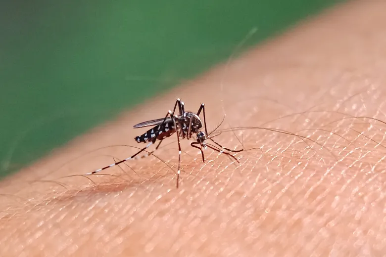 Dengue: 1.033 casos em Fernandópolis; região soma 51 mortes