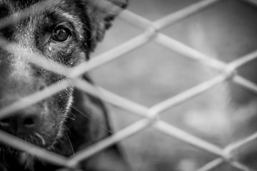 Cachorro morre após ser vítima de maus-tratos em Fernandópolis