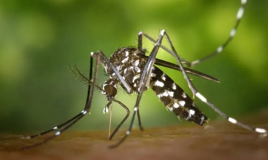 Idosa de 67 anos morre vítima de dengue em Estrela d Oeste