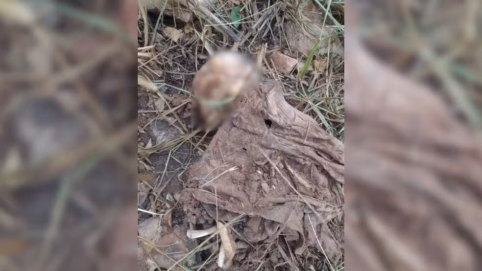 Ossada humana é encontrada em área de pastagem na região