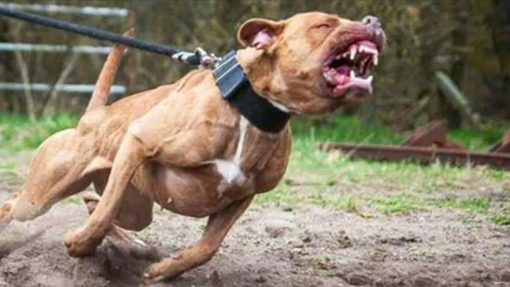 Idoso fica gravemente ferido após ser atacado por três pitbulls