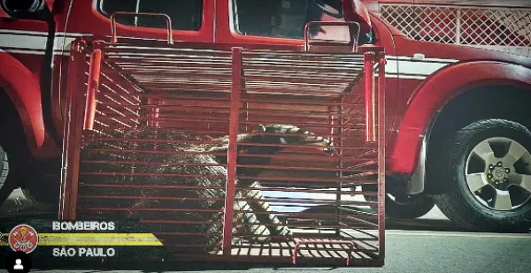 Corpo de Bombeiros resgata tamanduá-bandeira em Santa Fé do Sul