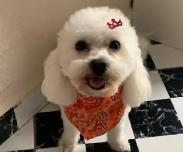Pet shop que devolveu cão morto não tem alvará de funcionamento