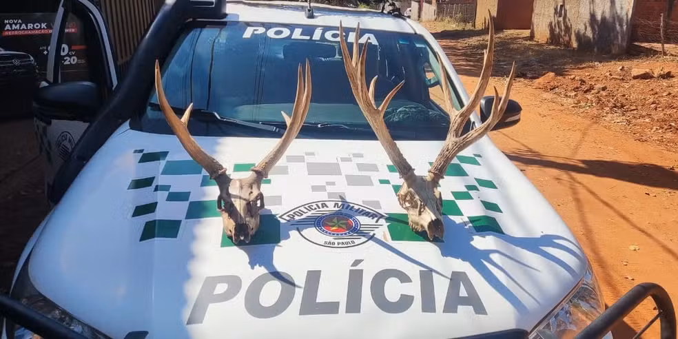 Marceneiro é multado por ter crânios de animal em extinção