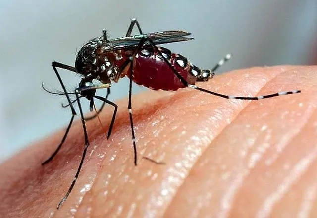 Jales registra primeira morte por dengue em 2024