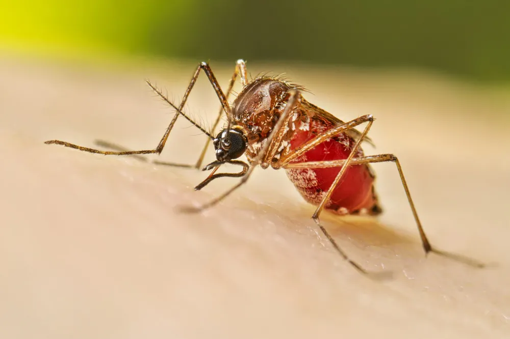 Américo de Campos e Estrela d Oeste registram novas mortes por dengue