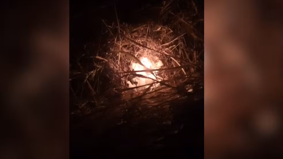 Bombeiros encontram velas acesas e evitam incêndio em canavial