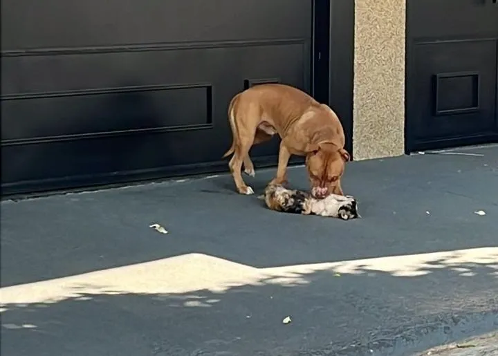 Pitbull solto mata gatos e causa terror em bairro de Fernandópolis