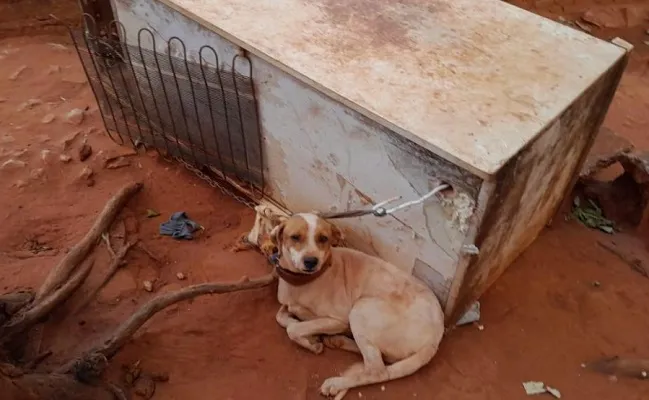 Mulher é multada em R$ 3 mil por maus-tratos a cachorro