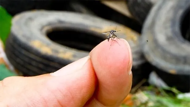 Fernandópolis é única de grande porte na região sem mortes por dengue