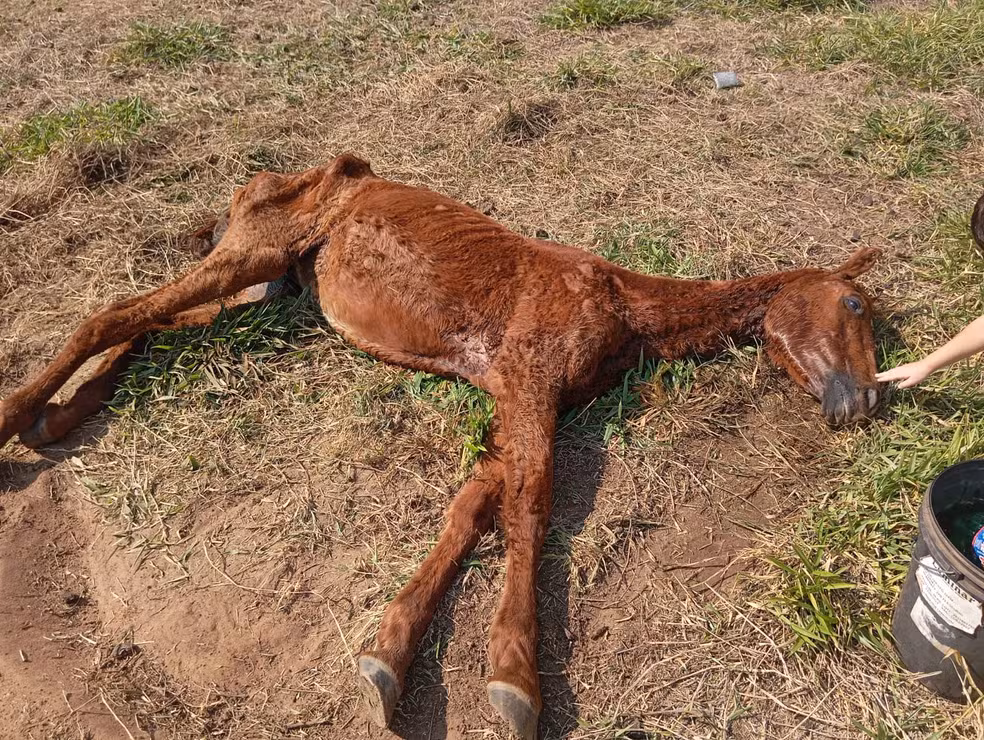 Égua é encontrada em estado de abandono e dono é multado