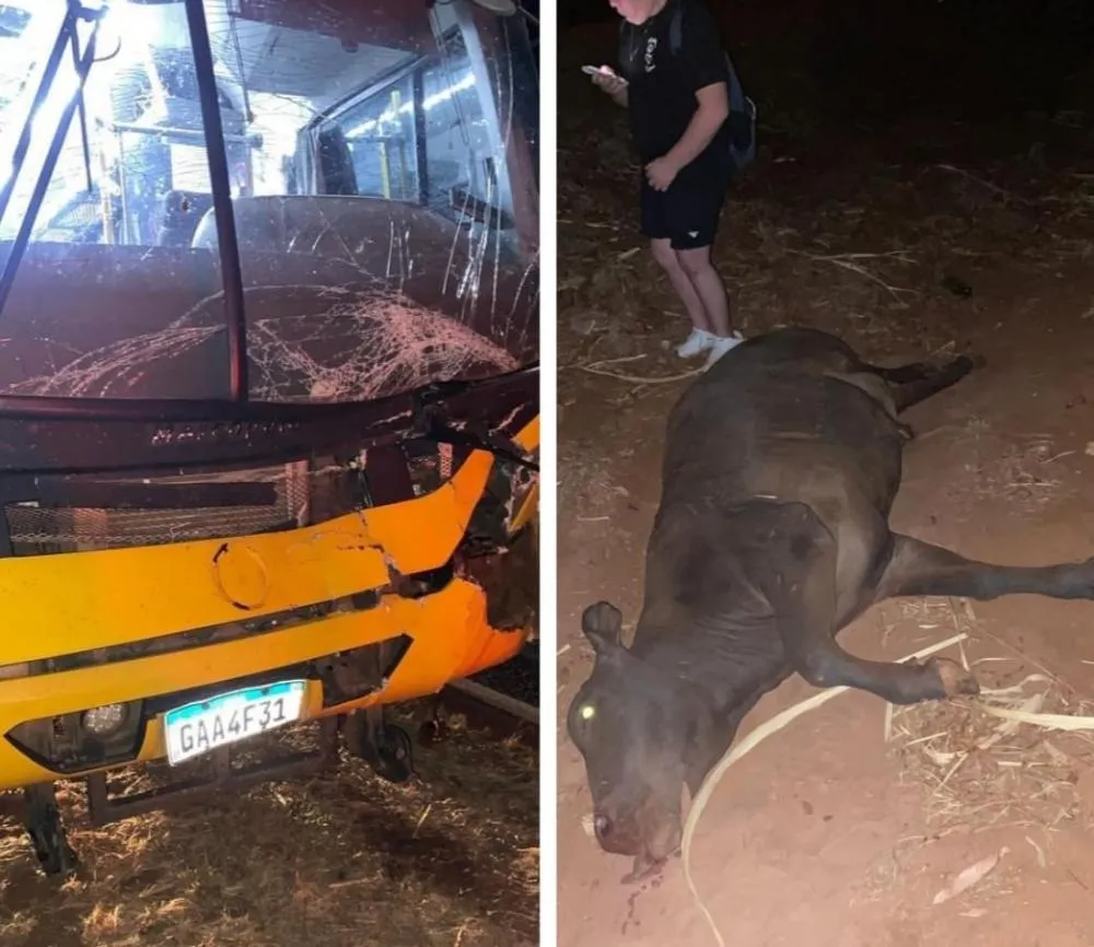 Ônibus escolar se envolve em acidente com vaca em Populina