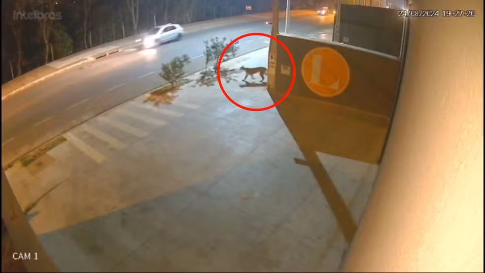 Onça parda é flagrada em bairro de Rio Preto e assusta moradores