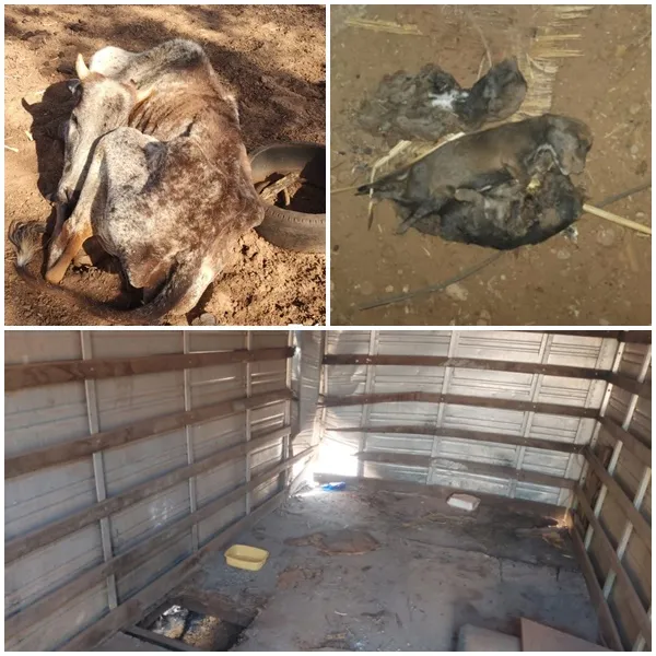 Ambiental aplica multa de R$ 159 mil por maus-tratos a animais