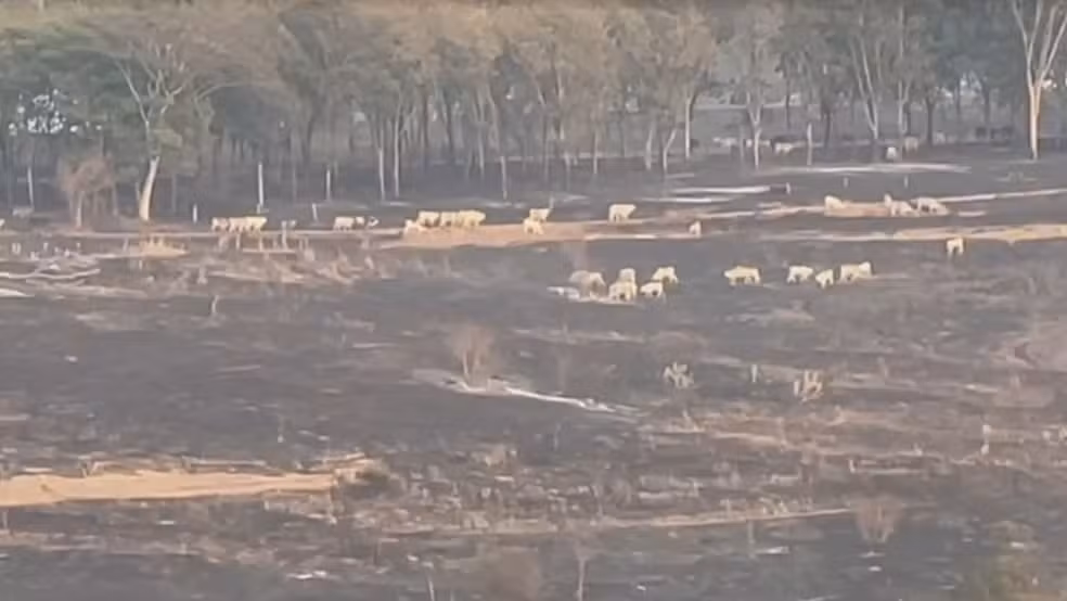 Incêndios de grandes proporções atingem áreas rurais na região