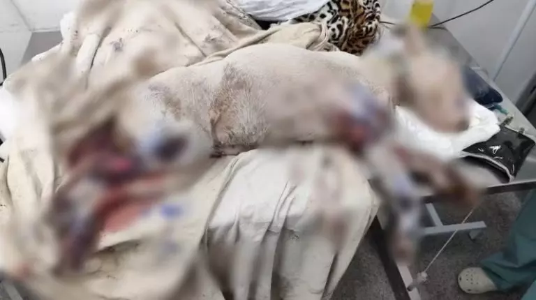 Dono de cachorro é autuado em R$ 6 mil por maus-tratos