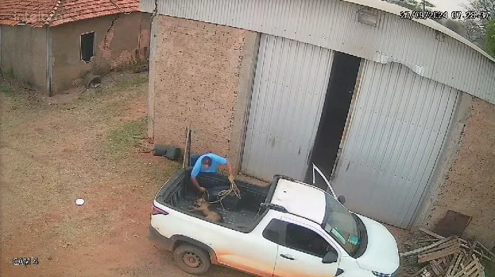 Homem é flagrado maltratando cachorro até a morte