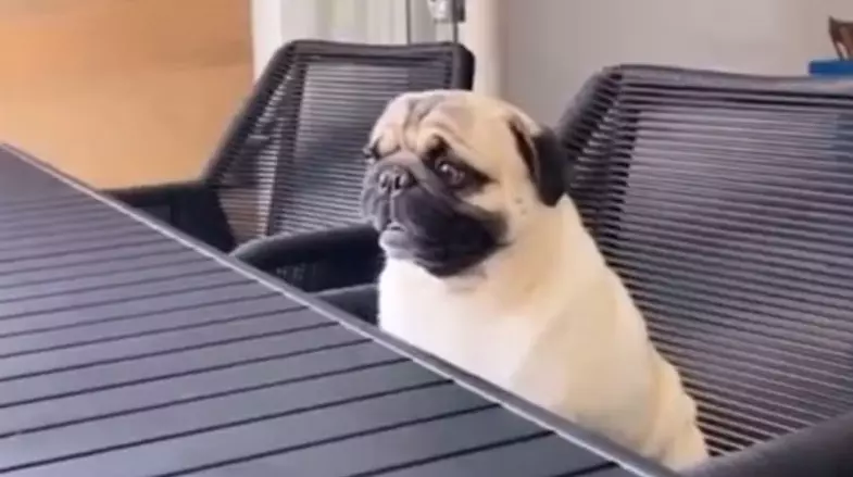 Cachorro morre após ser esquecido em carro de pet shop