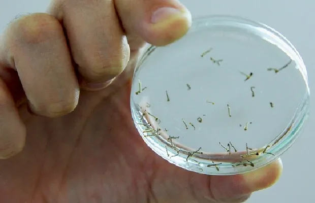Presidente Prudente inicia levantamento para medir infestação do Aedes aegypti