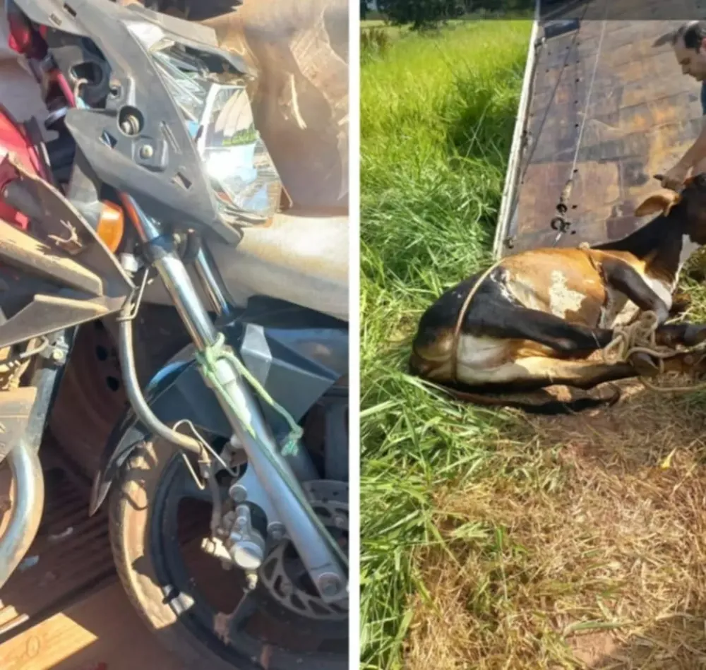 Acidente na Rodovia Antônio Faria deixa motociclista ferido após colisão com vaca