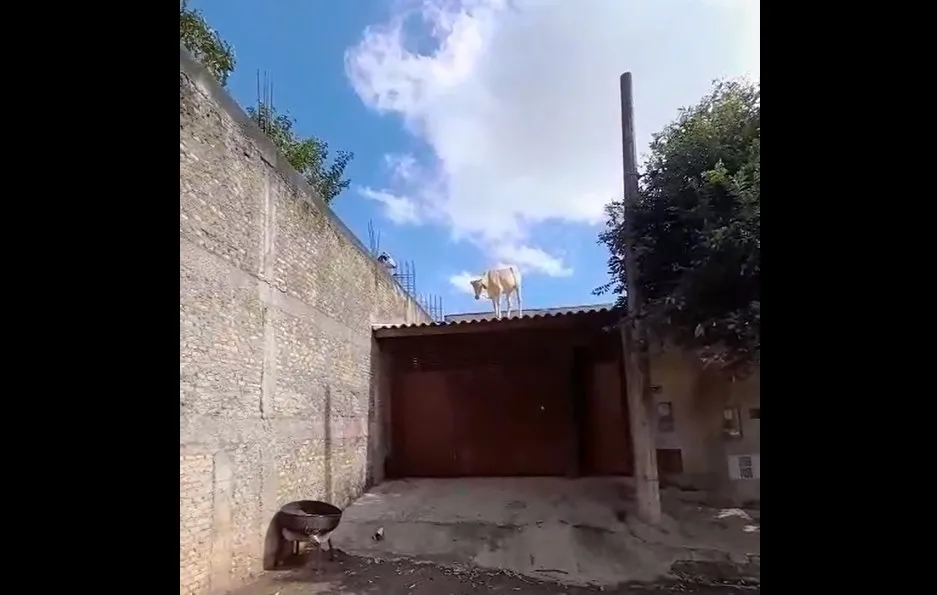 Vaca em telhado mobiliza Polícia e Bombeiros em Fernandópolis