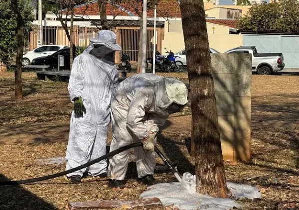 Vítimas atacadas por enxame de abelhas em Rio Preto estão fora de perigo