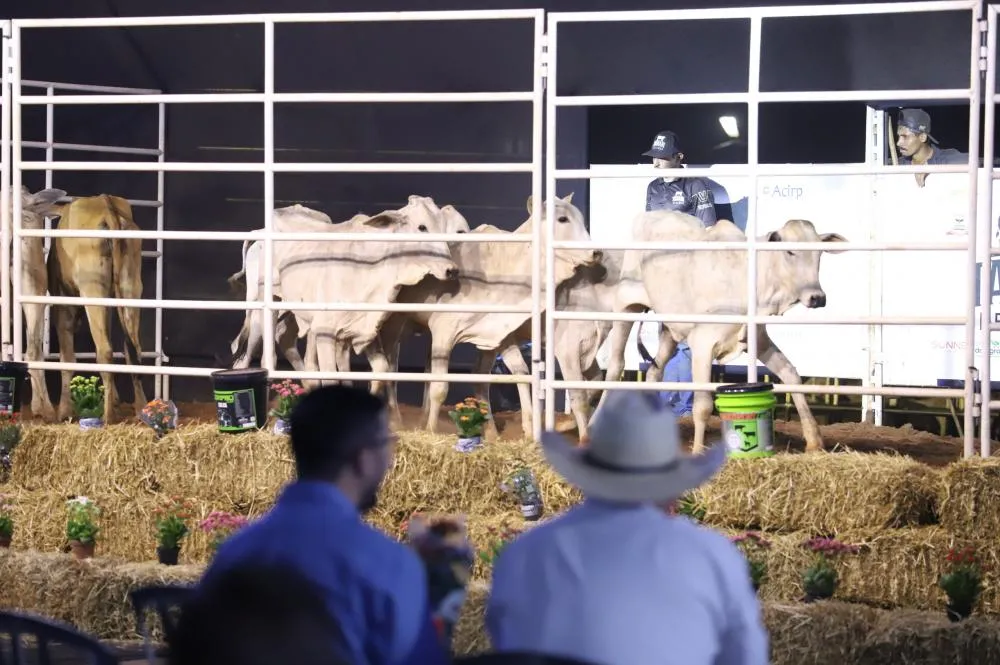 EXPO Rio Preto terá leilões inéditos com animais de alta performance e genética de touros de pulo 