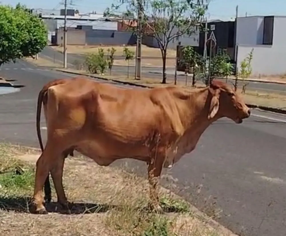 População reclama de animais soltos em bairros da cidade