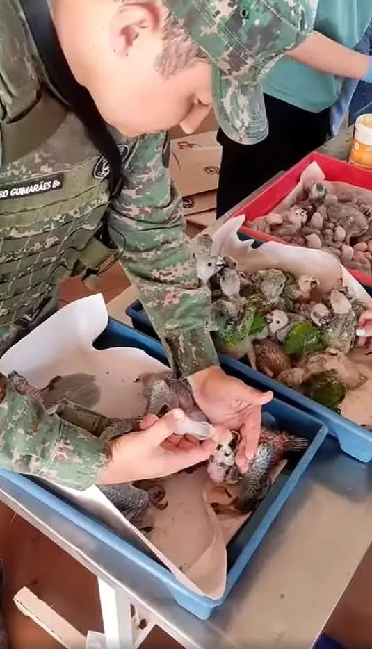 Polícia Ambiental apreende 129 aves e prende homem por tráfico de animais em Minas Gerais