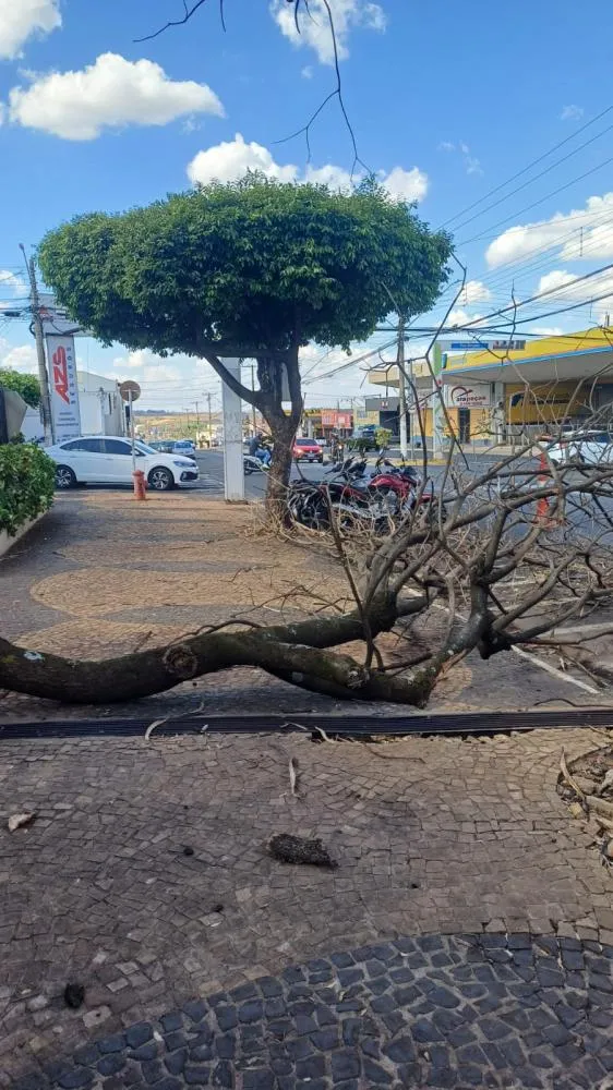 Árvore de ipê cai sobre avenida durante a madrugada em Fernandópolis
