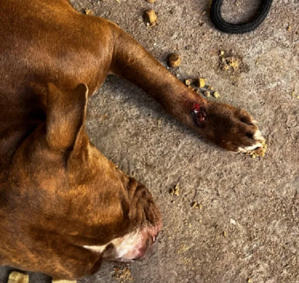 Cão é encontrado ferido e dono é preso por maus-tratos em Rio Preto