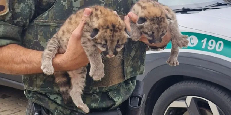 Trabalhadores encontram ‘oncinhas’ durante colheita na região de Rio Preto