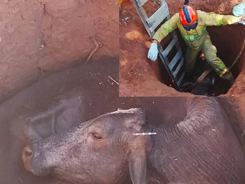 Brigada Municipal de Castilho resgata vaca que caiu em buraco na zona rural