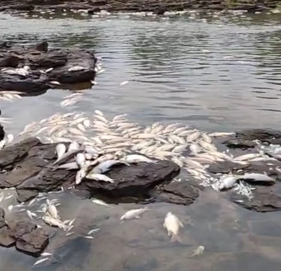 Mortandade de peixes assusta moradores em Meridiano