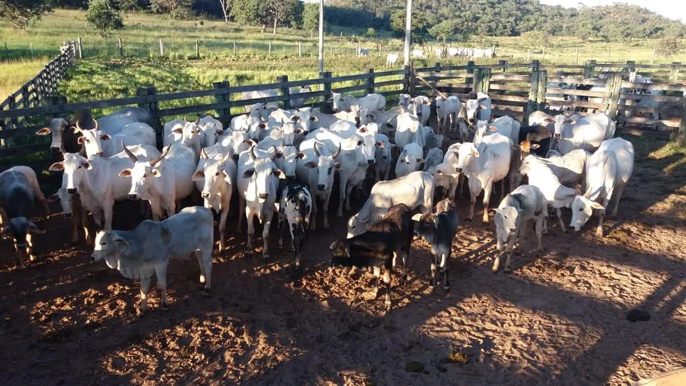 Furto de gado é registrado na zona rural de Pedranópolis