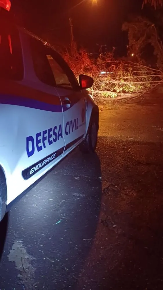 Árvore cai e interdita rua no bairro Rosa Amarela durante a noite de domingo